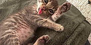 Aureo a rejoint le concours — aidez-le/la à gagner de superbes lots ! animal, blanket, cat, cozy, cute, feline, floor, fur, home, indoor, kitten, living_room, paw, pet, playful, relaxed, resting, tongue_out, wooden_floor, young