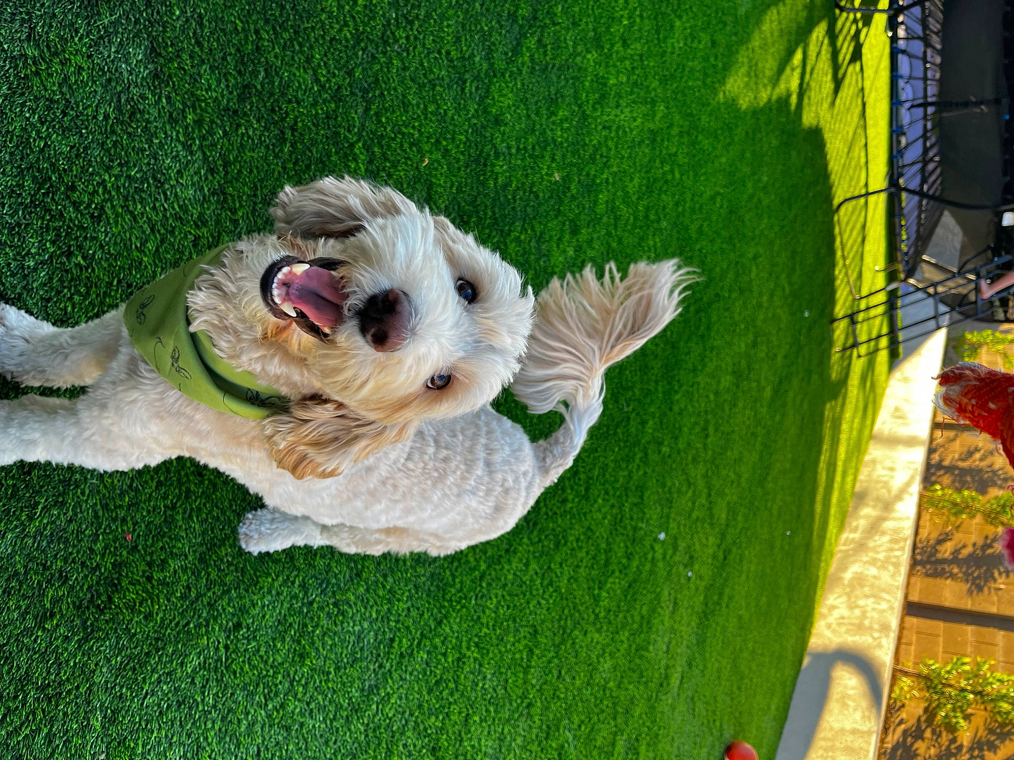 Champ Garcia Nieto is registered to the contest to win money with this photo: ball, canidae, carnivore, cockatoo, companion_dog, dog, dog_breed, dog_collar, fawn, feather, fur, grass, plant, sporting_group, tail, terrier, toy, toy_dog, tree, wood