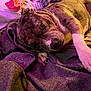 animal, bed, blanket, brindle, clothing, comfort, companion, cozy, cute, dog, fur, indoors, paw, pet, purple_lighting, relaxed, resting, snuggle, soft, warm