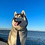 bay, beach, blue_sky, bridge, canine, collar, dog, fur, horizon, husky, leash, outdoor, pet, portrait, sea, siberian_husky, sitting, sunlight, tongue_out, water
