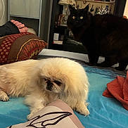 Plume a rejoint le concours — aidez-le/la à gagner de superbes lots ! dog, cat, bed, pillow, blanket, indoor, furniture, pet, animal, fluffy, black_cat, white_dog, resting, looking, cozy, home, room, fan, decor, soft