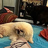 dog, cat, bed, pillow, blanket, indoor, furniture, pet, animal, fluffy, black_cat, white_dog, resting, looking, cozy, home, room, fan, decor, soft