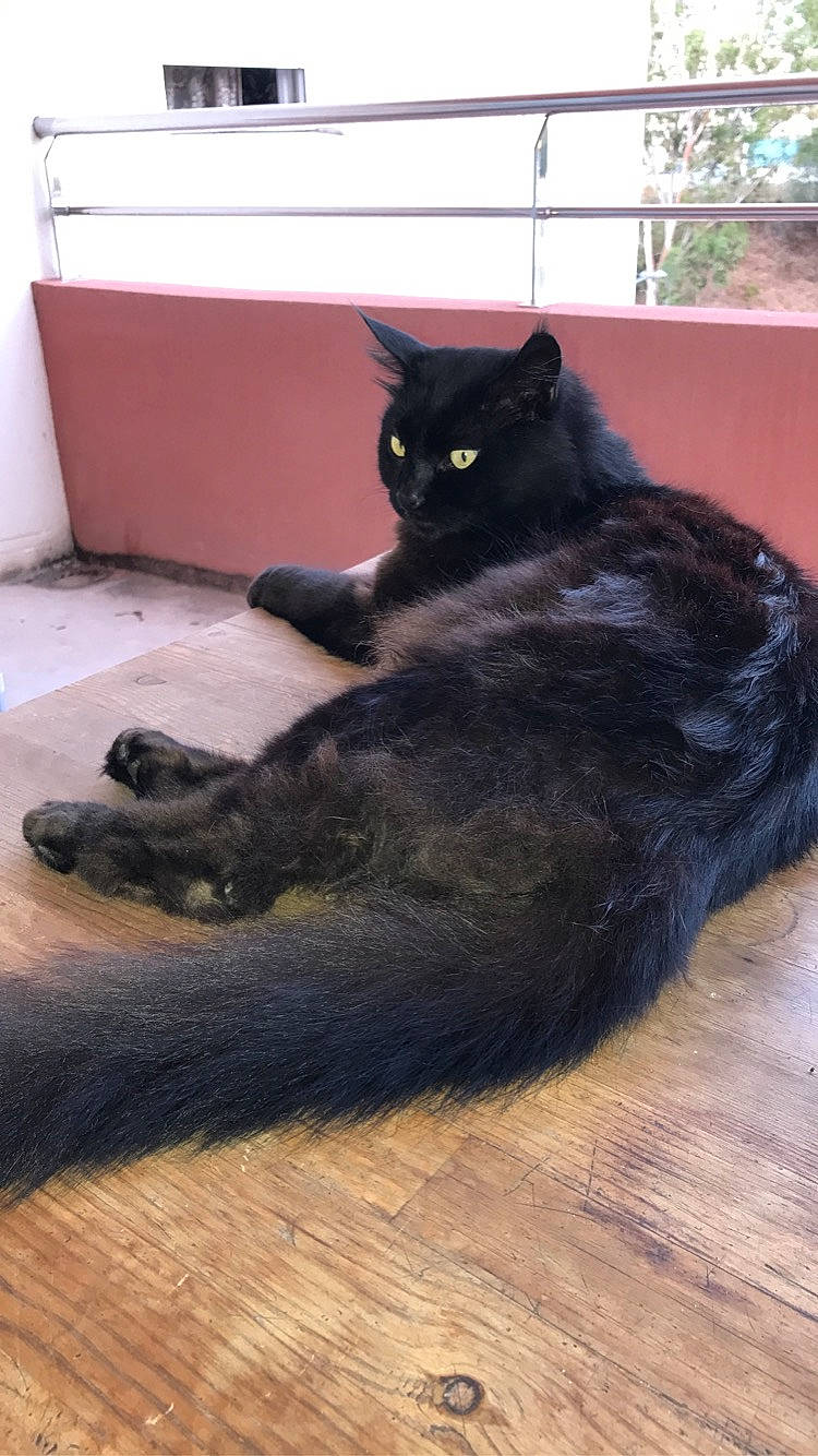 Dolce a rejoint le concours — aidez-le/la à gagner de superbes lots ! black_cat, carnivore, cat, domestic_short_haired_cat, felidae, floor, flooring, fur, grey, hardwood, mammal, plant, sitting, small_to_medium_sized_cats, snout, tail, whiskers, wood, wood_flooring, wood_stain