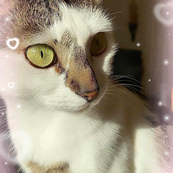 Nala