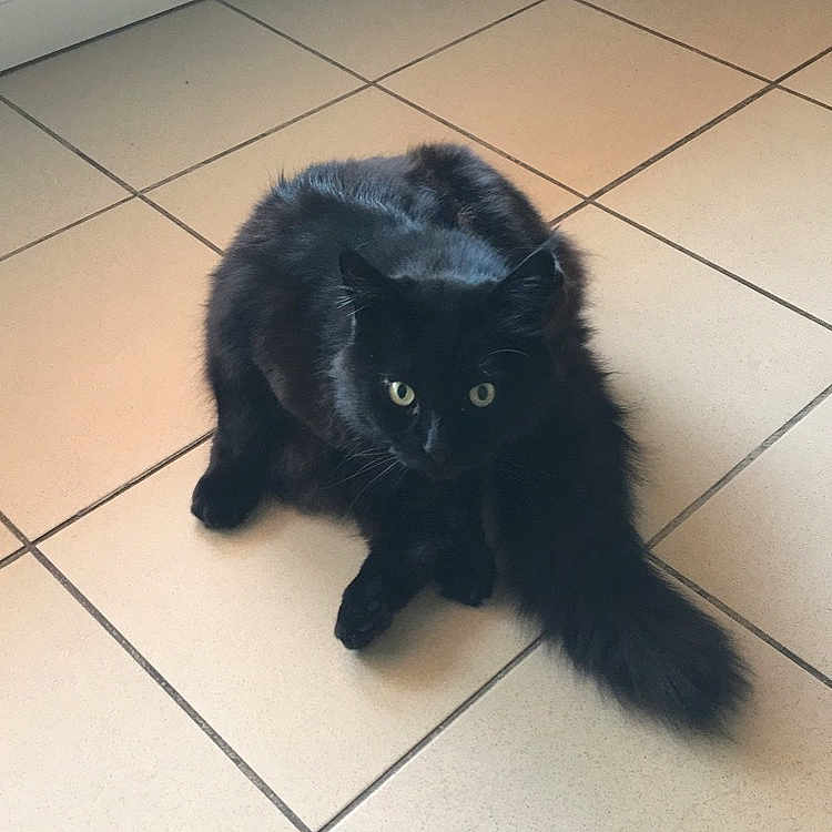 Dolce