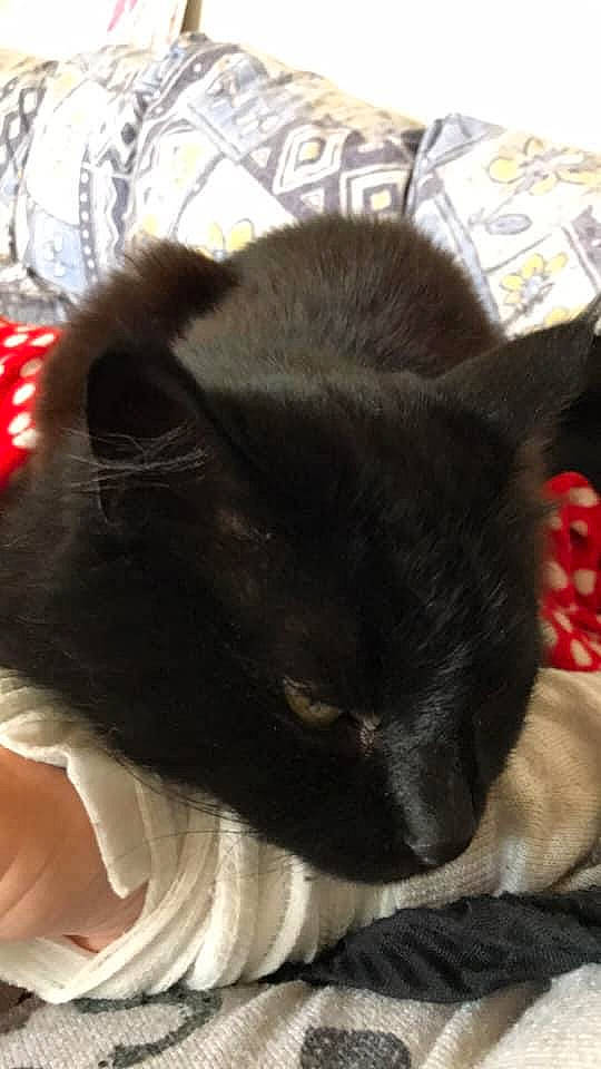 Dolce participe au concours pour gagner de l'argent avec cette photo : black_cat, bombay, carnivore, cat, cat_supply, claw, comfort, domestic_short_haired_cat, ear, felidae, fur, mammal, nap, paw, small_to_medium_sized_cats, snout, tail, terrestrial_animal, vertebrate, whiskers