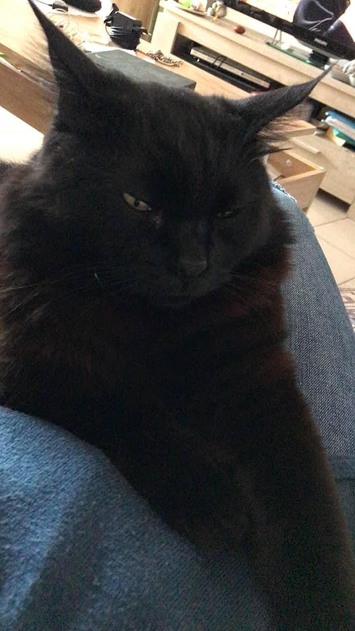 Dolce a rejoint le concours — aidez-le/la à gagner de superbes lots ! black_cat, carnivore, cat, claw, comfort, domestic_short_haired_cat, felidae, fur, grey, hardwood, mammal, small_to_medium_sized_cats, snout, tail, terrestrial_animal, vertebrate, whiskers, wood