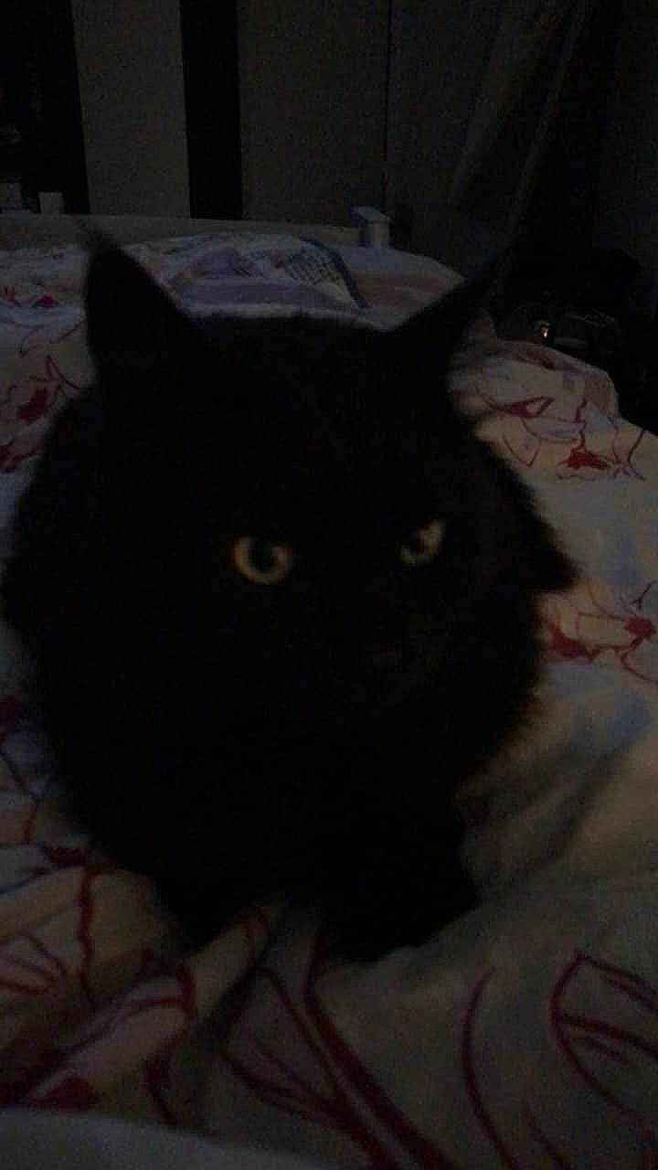 Dolce participe au concours pour gagner de l'argent avec cette photo : black_cat, carnivore, cat, comfort, darkness, domestic_short_haired_cat, felidae, fur, grey, mammal, small_to_medium_sized_cats, snout, tail, terrestrial_animal, whiskers