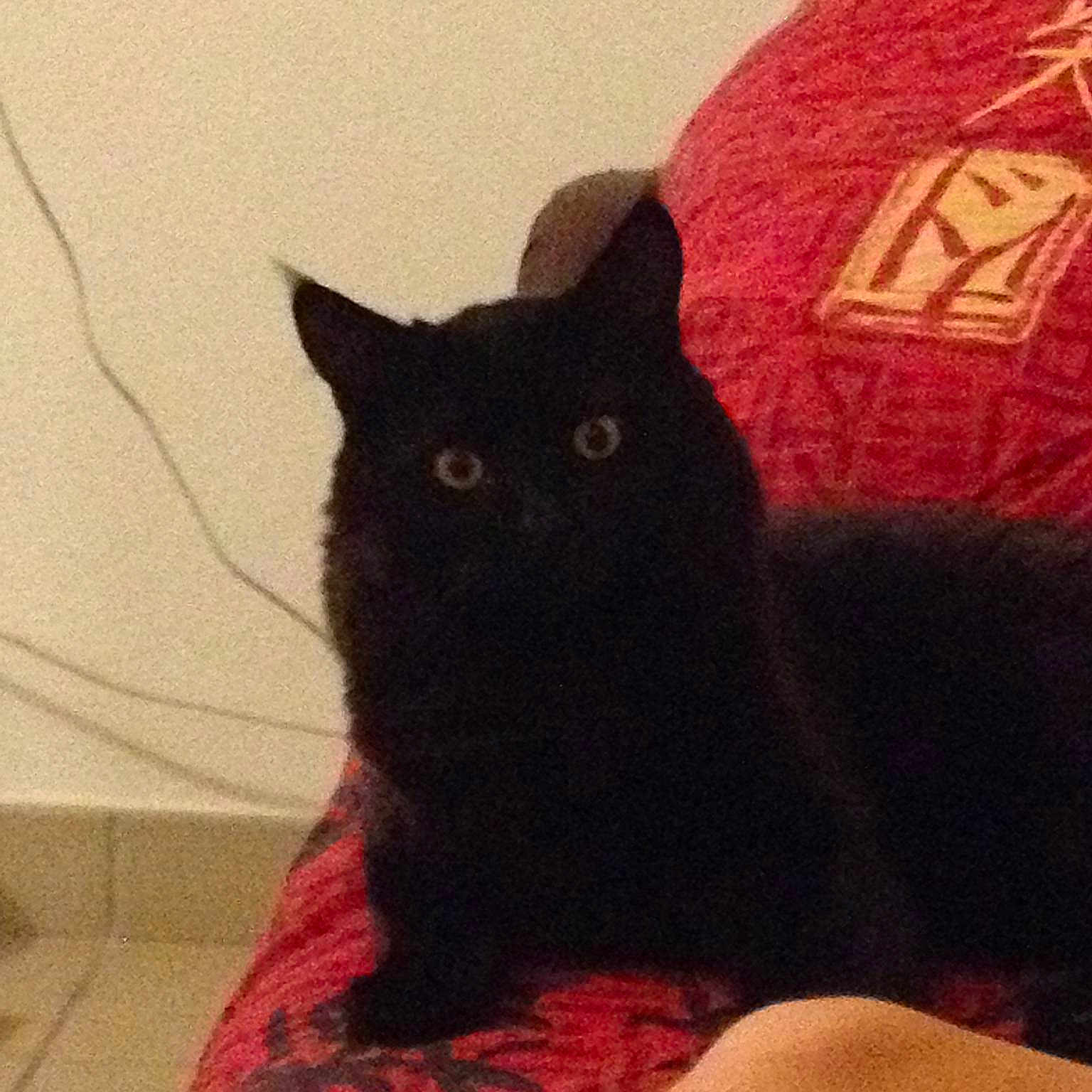 Dolce
