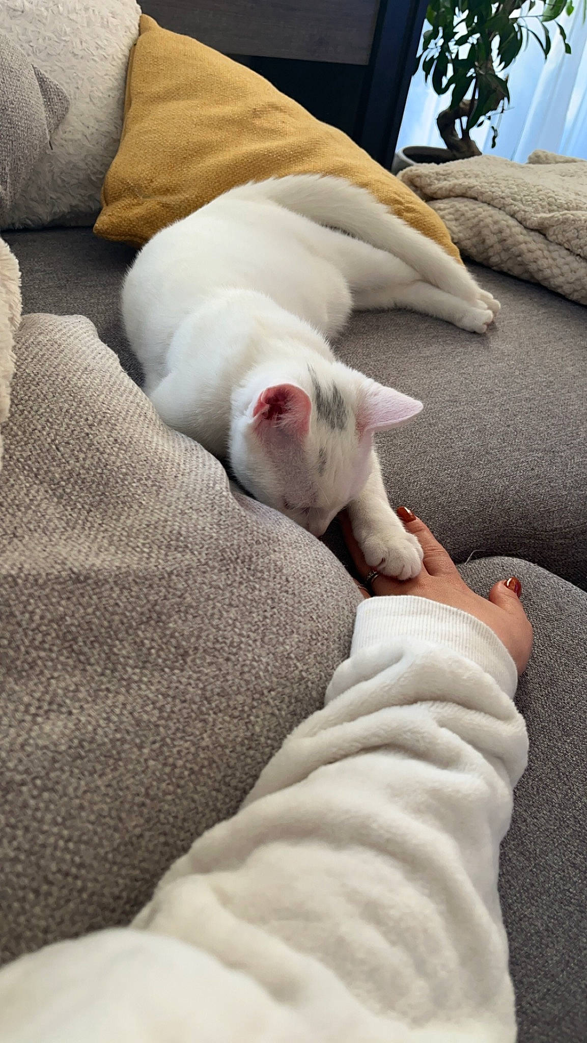 Isis participe au concours pour gagner de l'argent avec cette photo : carnivore, cat, comfort, companion_dog, dog_breed, fawn, felidae, foot, fur, human_leg, linens, mammal, nail, paw, small_to_medium_sized_cats, snout, tail, textile, whiskers, white