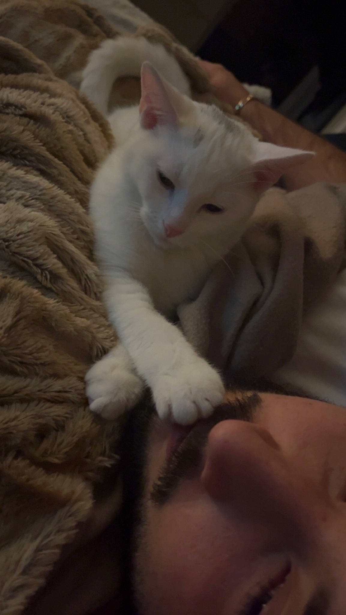 Isis participe au concours pour gagner de l'argent avec cette photo : carnivore, cat, claw, comfort, domestic_short_haired_cat, ear, fawn, felidae, fur, gesture, nail, paw, small_to_medium_sized_cats, tail, whiskers