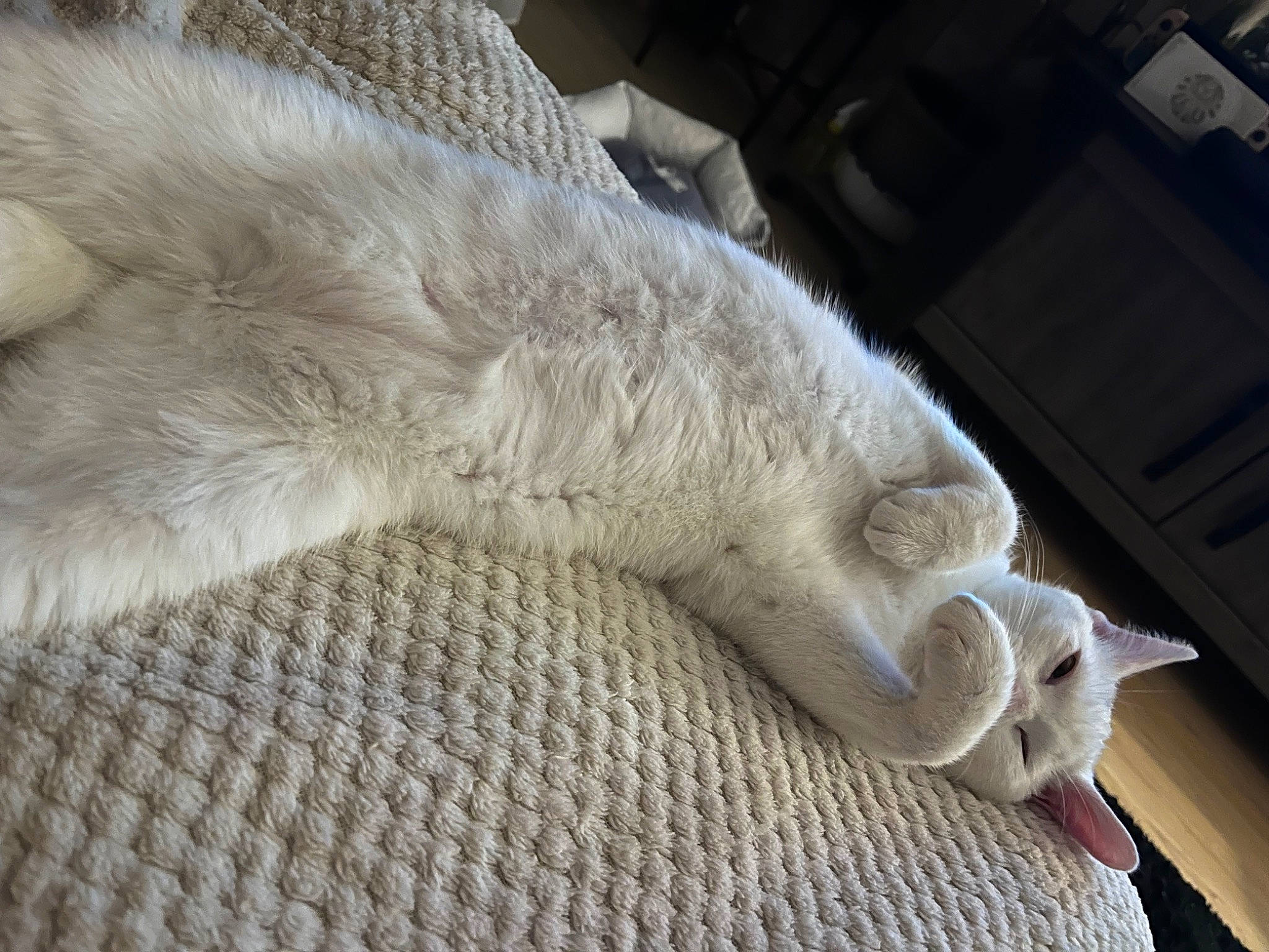 Isis participe au concours pour gagner de l'argent avec cette photo : carnivore, cat, claw, comfort, felidae, fur, human_leg, linens, nap, paw, sleep, small_to_medium_sized_cats, sporting_group, tail, thread, whiskers, wood, wool, woolen, woven_fabric