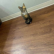 Chica joined the competition — help win amazing prizes! animal, beads, cat, curious, cute, domestic_animal, feline, floor, flooring, fur, house, indoor, looking_up, necklace, pet, sitting, tabby_cat, wall, whiskers, wooden_floor