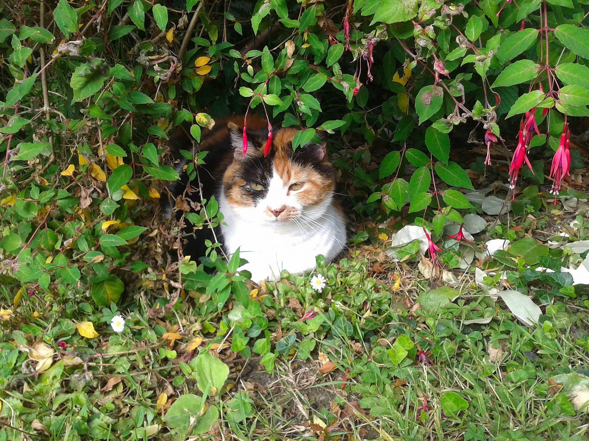 Cassie a rejoint le concours — aidez-le/la à gagner de superbes lots ! carnivore, cat, domestic_short_haired_cat, fawn, felidae, fur, garden, grass, groundcover, herb, herbaceous_plant, leaf, plant, shrub, small_to_medium_sized_cats, tail, terrestrial_plant, tree, whiskers, wood