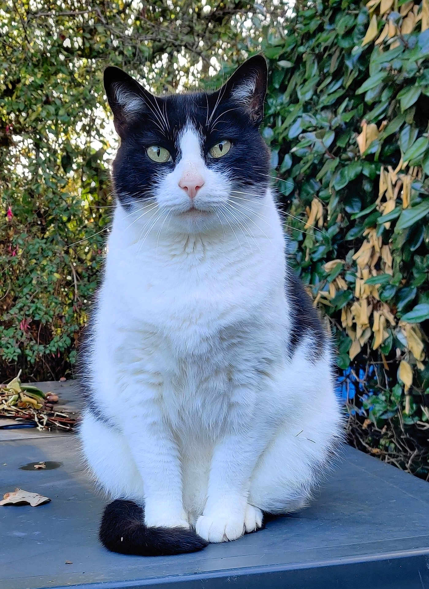 Bibi