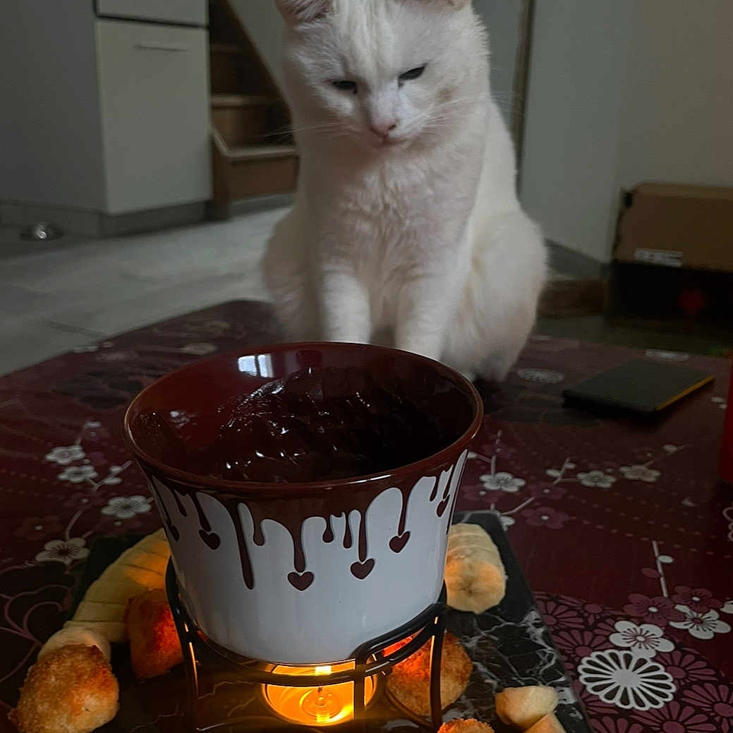 Yuki a rejoint le concours — aidez-le/la à gagner de superbes lots ! animal, beverage, bowl, bread, cat, chocolate, coffee, coffeecup, computer, cup, dish, electronics, fondue, food, indoors, laptop, meal, pc, pet, wood