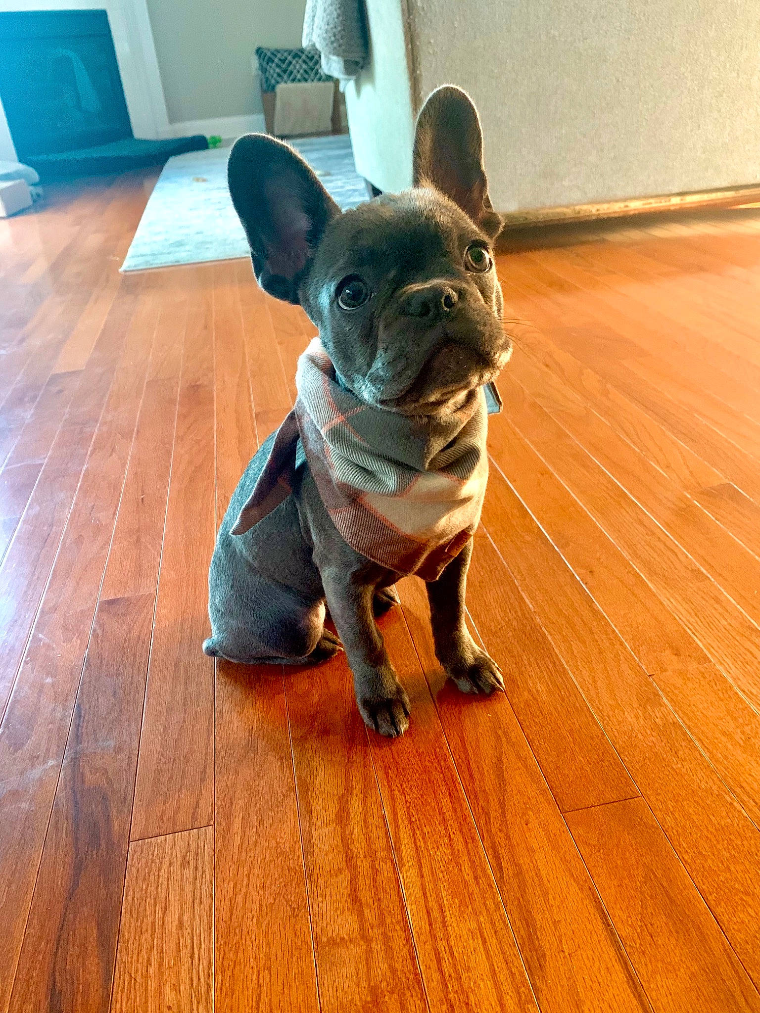 Margot is registered to the contest to win money with this photo: blue, boston_terrier, carnivore, collar, companion_dog, dog, dog_breed, dog_collar, fawn, floor, flooring, french_bulldog, hardwood, laminate_flooring, snout, toy_dog, whiskers, wood, wood_stain, working_animal