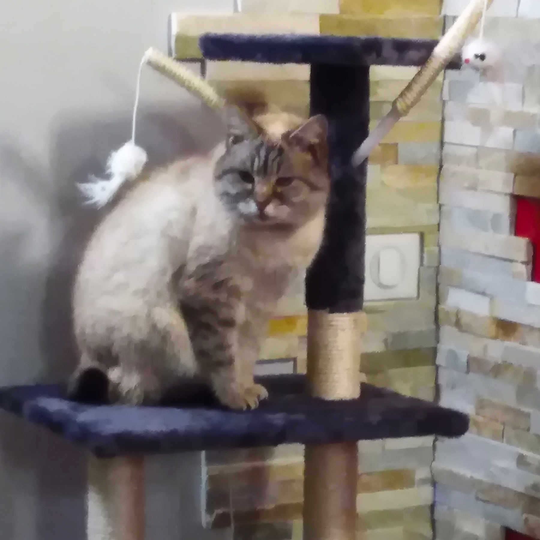 Kitty
