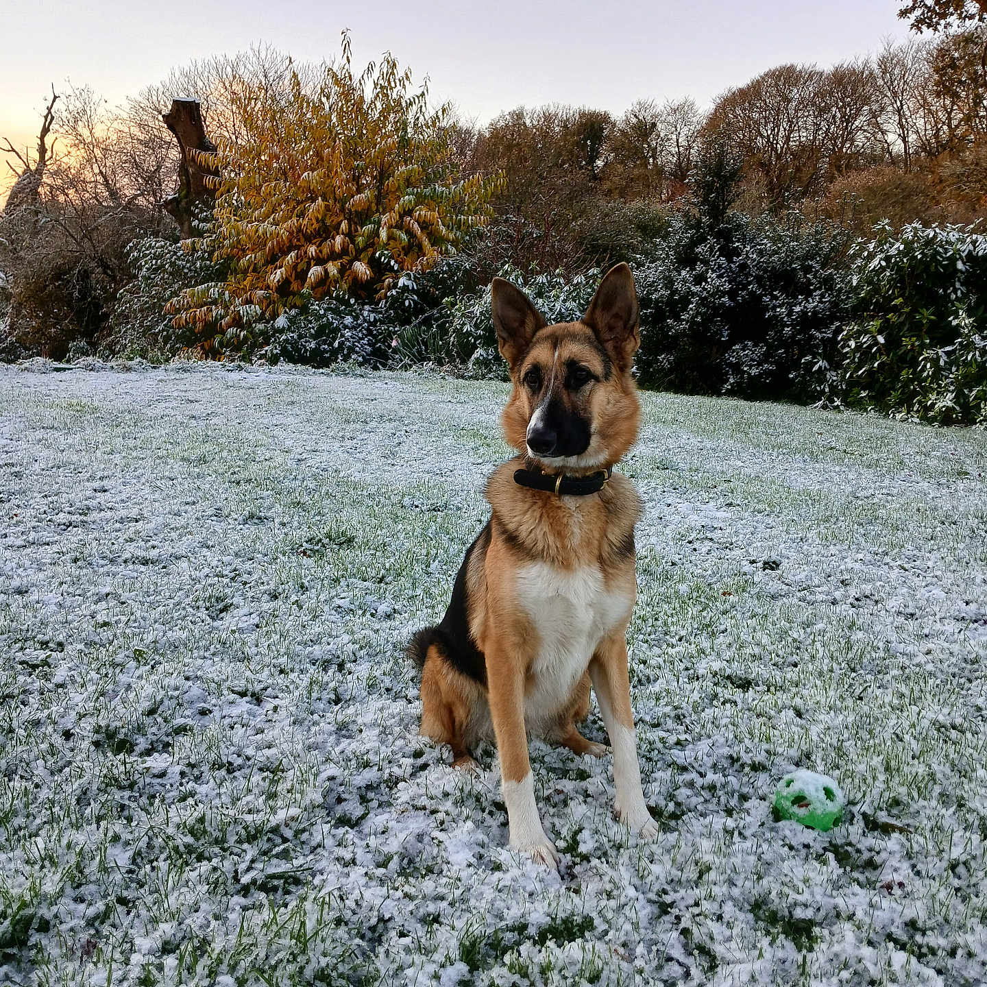 Stella