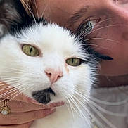 Voyou participe au concours pour gagner de l'argent avec cette photo : animal, blonde_hair, cat, close_up, companionship, cute, domestic, eyes, face, feline, friendly, fur, green_eyes, hand, indoor, person, pet, portrait, soft, whiskers