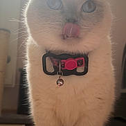 Amaya is registered to the contest to win money with this photo: cat, white_cat, blue_eyes, folded_ears, tongue_out, collar, bell, indoor, wooden_floor, natural_light, pet, animal, cute, feline, whiskers, close_up, portrait, standing, domestic_cat, fur