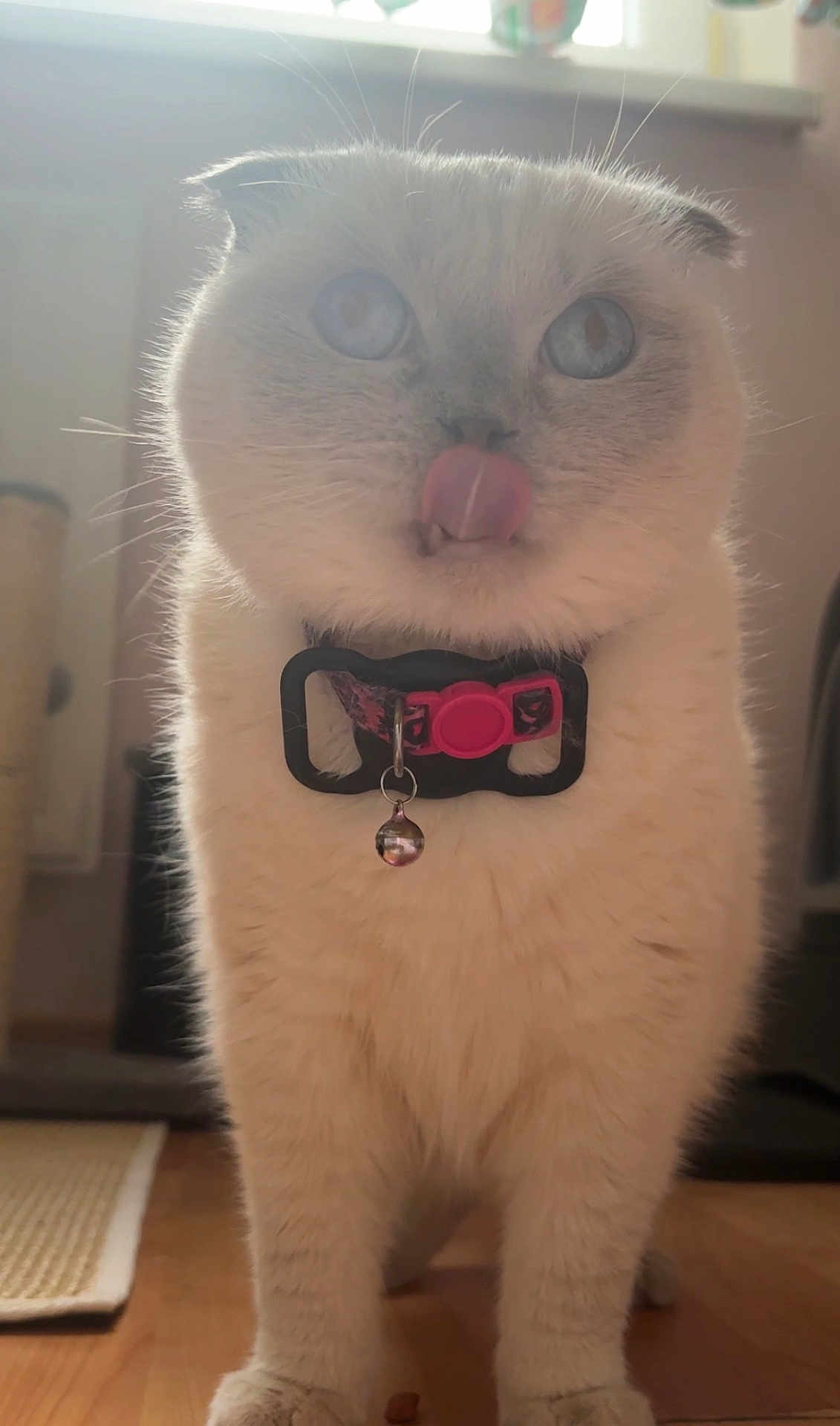 Amaya is registered to the contest to win money with this photo: cat, white_cat, blue_eyes, folded_ears, tongue_out, collar, bell, indoor, wooden_floor, natural_light, pet, animal, cute, feline, whiskers, close_up, portrait, standing, domestic_cat, fur