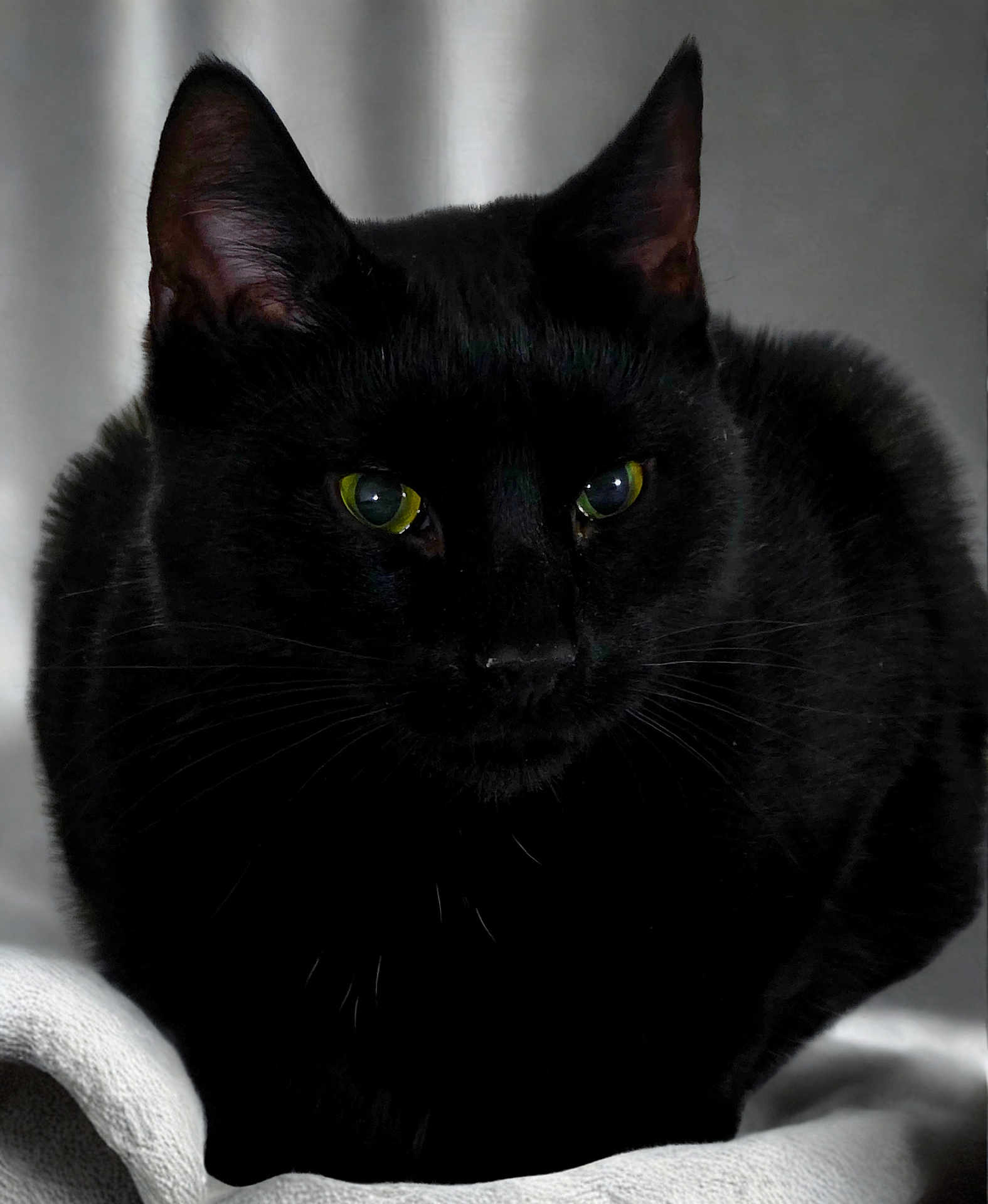 Fluffy joined the competition — help win amazing prizes! black_cat, cat, feline, pet, animal, indoor, cozy, blanket, fur, whiskers, ears, eyes, close_up, portrait, mammal, soft, resting, domestic_animal, quiet, shadow