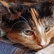 Dolly joined the competition — help win amazing prizes! animal, calico_cat, calm, cat, close_up, cute, domestic_animal, eyes, face, feline, fur, indoor, mammal, nose, pet, relaxed, resting, sleepy, soft_surface, whiskers
