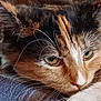 animal, calico_cat, calm, cat, close_up, cute, domestic_animal, eyes, face, feline, fur, indoor, mammal, nose, pet, relaxed, resting, sleepy, soft_surface, whiskers