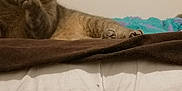 Ramses participe au concours pour gagner de l'argent avec cette photo : cat, tabby, pet, animal, feline, grooming, licking, paw, bed, blanket, indoor, resting, fur, whiskers, cute, domestic, relaxed, cozy, soft, sleepy