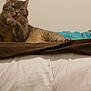 cat, tabby, pet, animal, feline, grooming, licking, paw, bed, blanket, indoor, resting, fur, whiskers, cute, domestic, relaxed, cozy, soft, sleepy