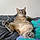 Ramses