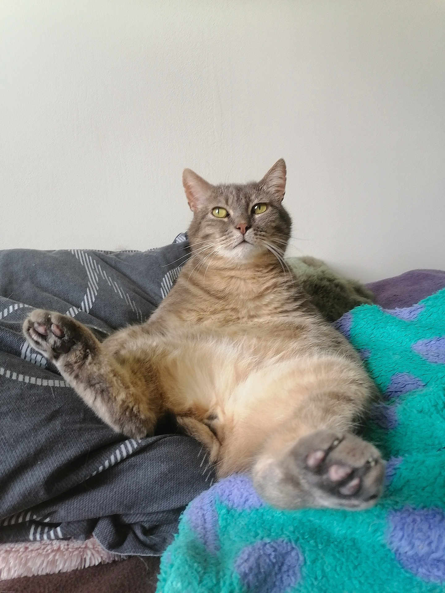 Ramses participe au concours pour gagner de l'argent avec cette photo : cat, tabby, pet, feline, animal, indoor, resting, bed, blanket, cozy, fur, paw, whiskers, cute, relaxed, mammal, domestic, laying, sleepy, soft