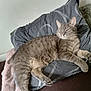 Ramses participe au concours pour gagner de l'argent avec cette photo : cat, gray_tabby, pillow, blanket, resting, feline, pet, indoor, cozy, relaxing, fur, whiskers, paw, sleepy, home, comfort, animal, cute, soft_texture, quiet