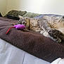 Ramses a rejoint le concours — aidez-le/la à gagner de superbes lots ! cat, sleeping, bed, blanket, toy, purple, tabby, fur, paws, cozy, indoor, resting, pet, animal, whiskers, feline, cute, relaxation, nap, soft