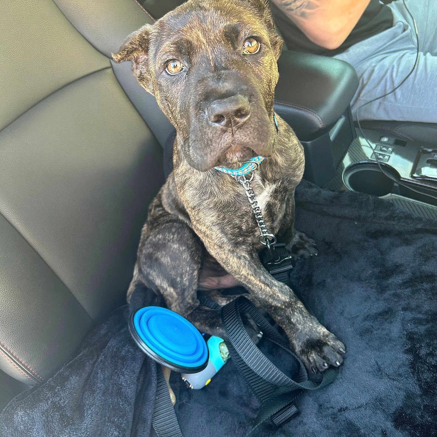 Brutus joined the competition — help win amazing prizes! accessories, adult, animal, belt, canine, clothing, cushion, dog, face, greatdane, head, homedecor, male, man, person, pet, photography, portrait, skin, tattoo