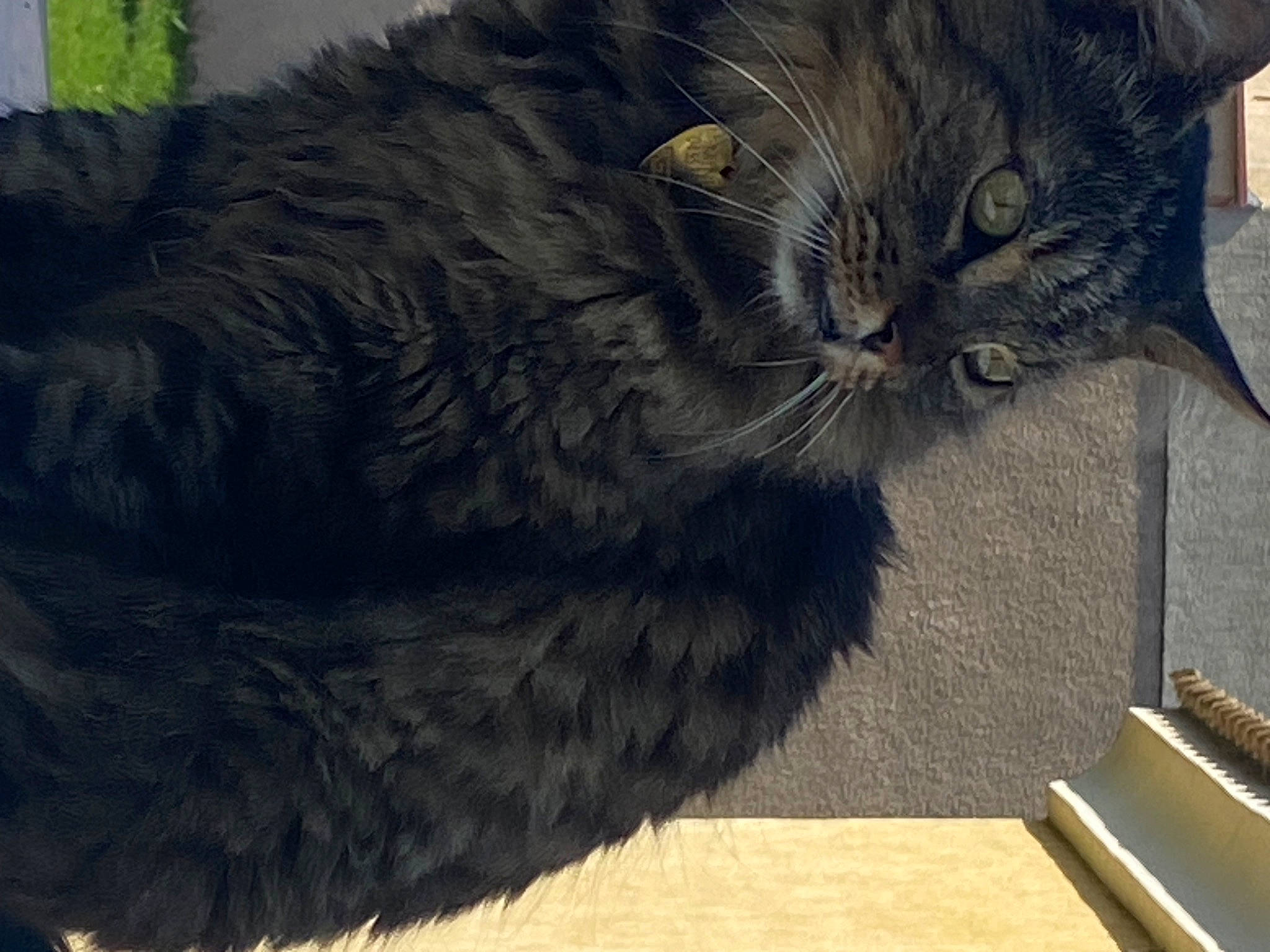 Minus participe au concours pour gagner de l'argent avec cette photo : black_cat, carnivore, cat, claw, comfort, domestic_short_haired_cat, felidae, flooring, fur, grey, hardwood, paw, small_to_medium_sized_cats, tail, terrestrial_animal, whiskers, wood