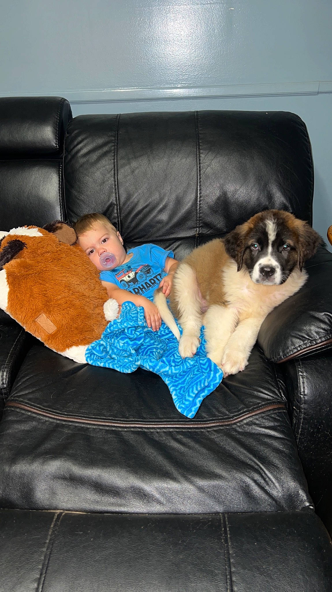 Teddy is registered to the contest to win money with this photo: carnivore, comfort, companion_dog, couch, dog, dog_breed, dog_supply, fur, lap, living_room, person, room, sitting, sofa_bed, sporting_group, studio_couch, toddler, toy, toy_dog, vertebrate