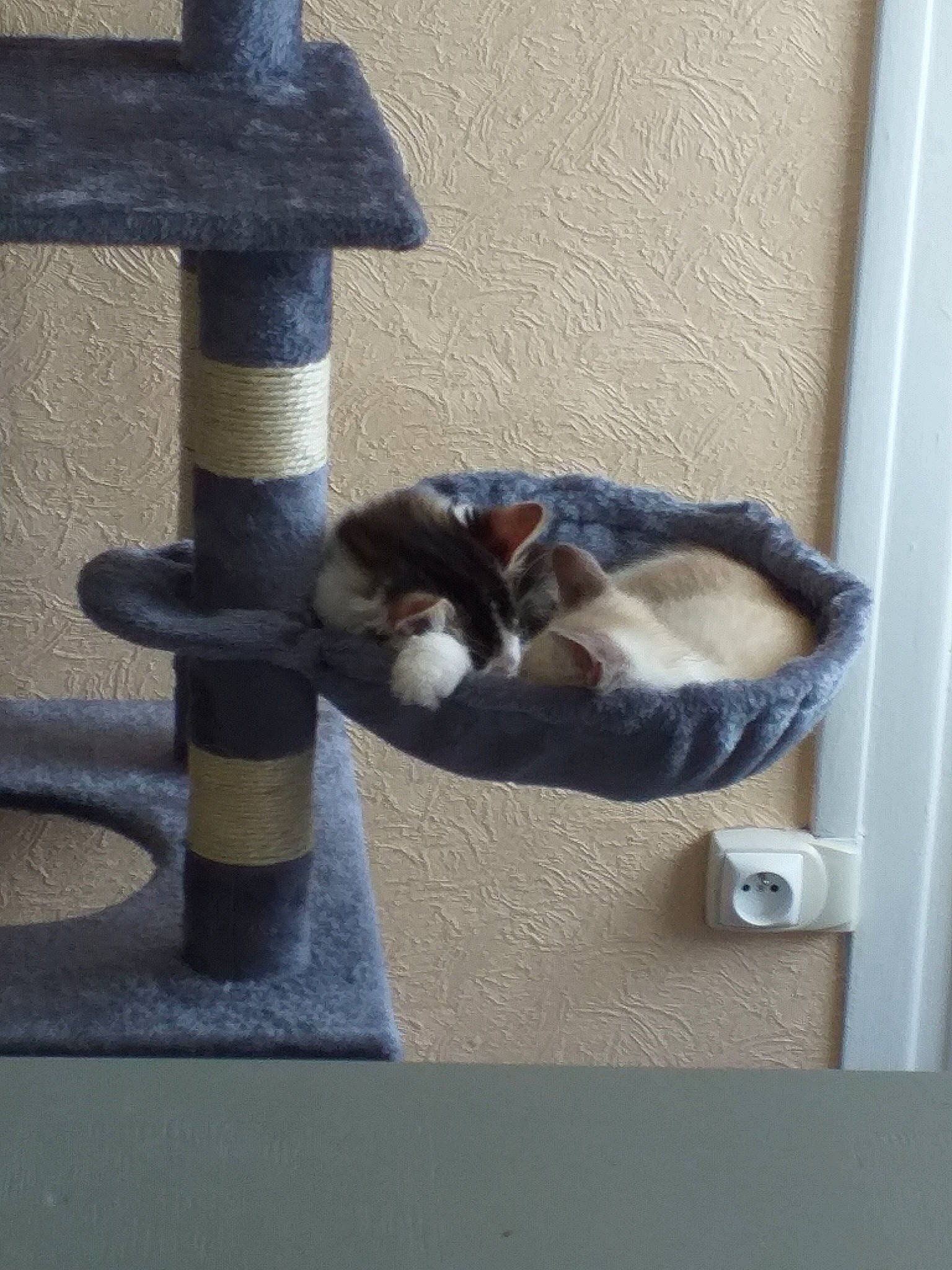 Pirate Et Pilou a rejoint le concours — aidez-le/la à gagner de superbes lots ! animal_shelter, carnivore, cat, domestic_short_haired_cat, felidae, polydactyl_cat, small_to_medium_sized_cats, tail