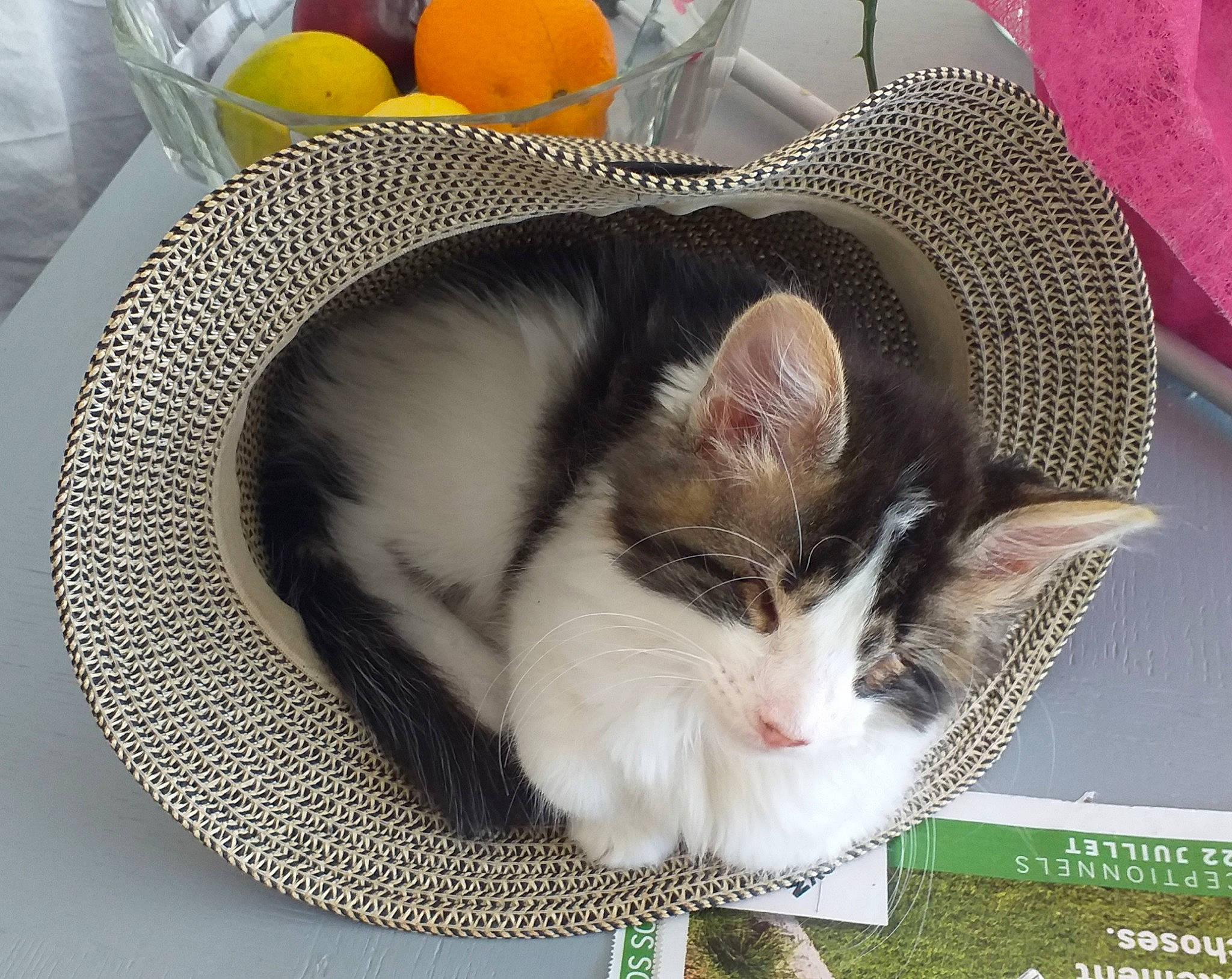 Pirate a rejoint le concours — aidez-le/la à gagner de superbes lots ! carnivore, cat, domestic_short_haired_cat, european_shorthair, felidae, fur, kitten, nap, norwegian_forest_cat, photo_caption, small_to_medium_sized_cats, whiskers, wicker