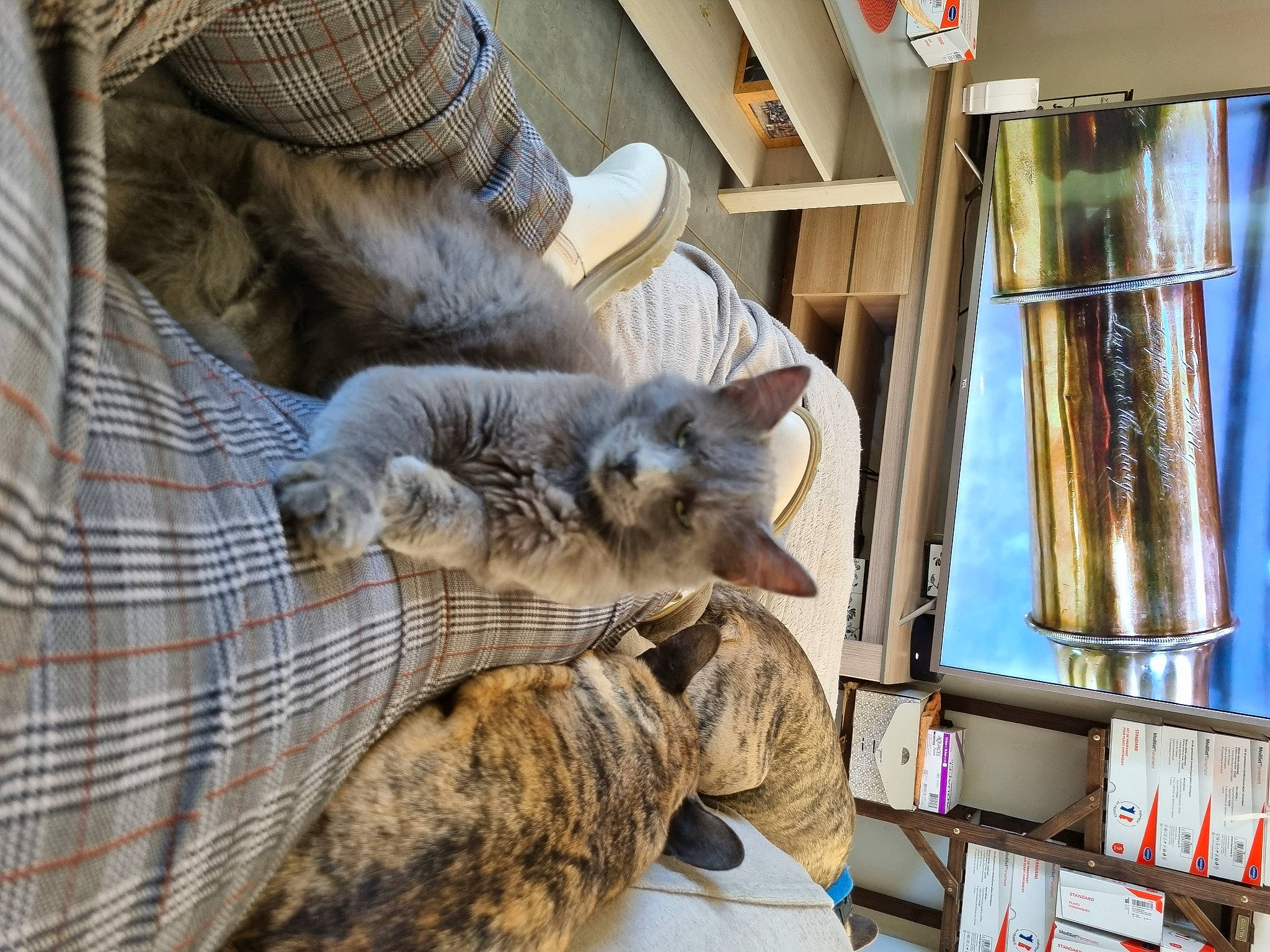 Tigri participe au concours pour gagner de l'argent avec cette photo : carnivore, cat, chair, comfort, domestic_short_haired_cat, fawn, felidae, fur, grey, hat, pattern, paw, plaid, room, small_to_medium_sized_cats, tail, tartan, whiskers, window, wood