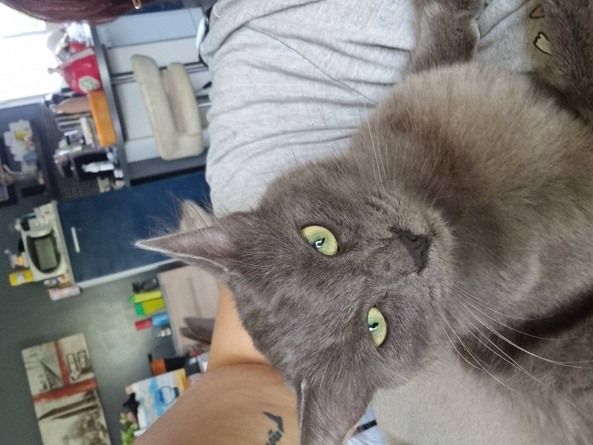 Tigri a rejoint le concours — aidez-le/la à gagner de superbes lots ! black_cat, carnivore, cat, chartreux, claw, comfort, domestic_short_haired_cat, ear, felidae, fur, gadget, gesture, paw, plant, small_to_medium_sized_cats, snout, tail, whiskers