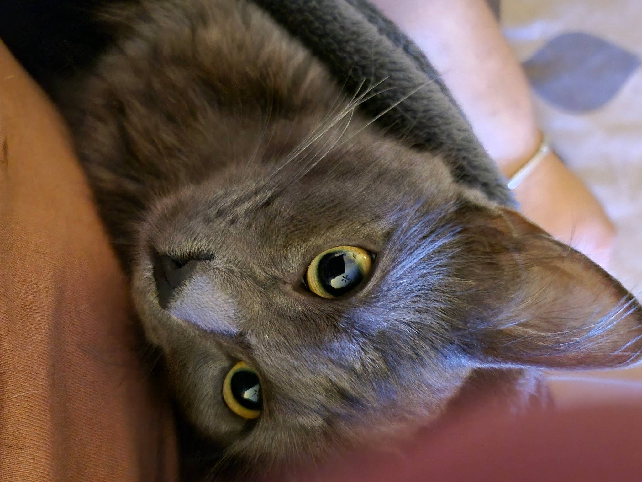 Tigri a rejoint le concours — aidez-le/la à gagner de superbes lots ! black_cat, carnivore, cat, chartreux, claw, domestic_short_haired_cat, ear, eye, fawn, felidae, fur, hair, korat, small_to_medium_sized_cats, snout, terrestrial_animal, whiskers