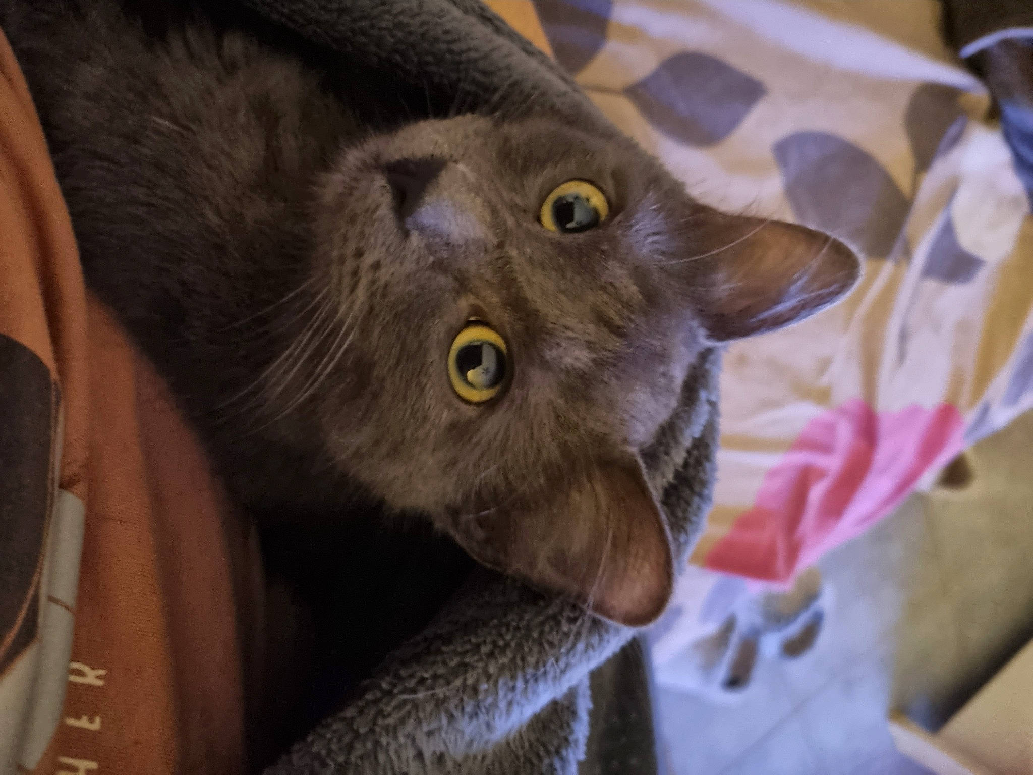 Tigri a rejoint le concours — aidez-le/la à gagner de superbes lots ! black_cat, carnivore, cat, claw, domestic_short_haired_cat, ear, felidae, fur, havana_brown, russian_blue, small_to_medium_sized_cats, snout, whiskers