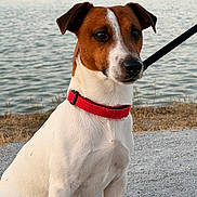Volka a rejoint le concours — aidez-le/la à gagner de superbes lots ! alert, animal, brown_and_white, calm, closeup, dog, grass, gravel, jack_russell_terrier, lakeside, leash, nature, outdoor, pet, portrait, red_collar, shoreline, sitting, trees, water
