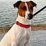alert, animal, brown_and_white, calm, closeup, dog, grass, gravel, jack_russell_terrier, lakeside, leash, nature, outdoor, pet, portrait, red_collar, shoreline, sitting, trees, water