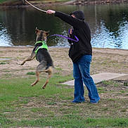Gixxer is registered to the contest to win money with this photo: action, daytime, dog, grass, green_harness, hoodie, jeans, jumping, lake, leash, nature, outdoor, park, person, pet, play, recreation, sand, stick, water