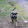 Gixxer is registered to the contest to win money with this photo: active, animal, ball, black, brown, canine, daylight, dirt, dog, grass, ground, nature, outdoor, parked_car, pet, play, running, toy, vehicle, wheel