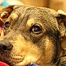 Gixxer is registered to the contest to win money with this photo: animal, blanket, brown, close_up, cozy, dog, ears, expression, eyes, fur, indoor, muzzle, nose, pet, portrait, relaxed, resting, soft, tan, warm_lighting
