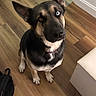 adorable, black_and_tan, canine, close_up, collar, curious, different_colored_eyes, dog, furniture, furry, heterochromia, home, indoors, large_ears, pet, portrait, sitting, upright_ears, white_chest, wooden_floor